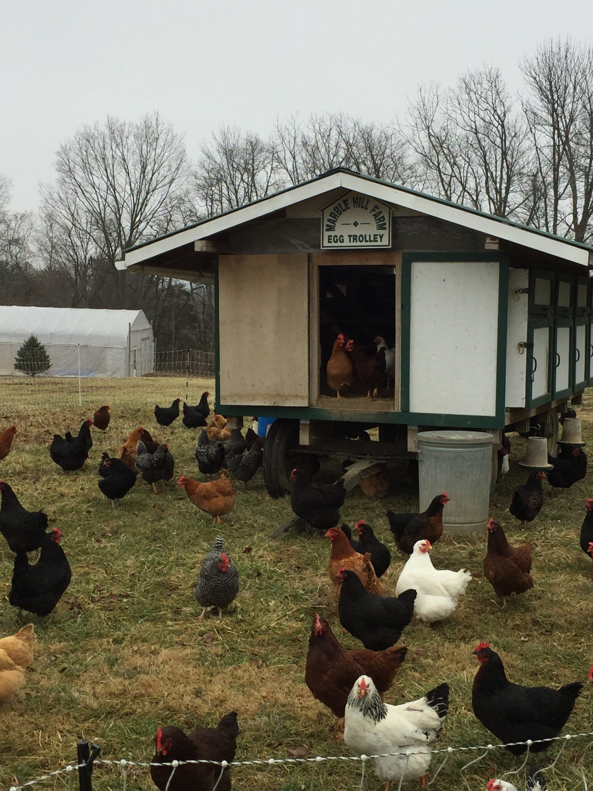 A flock of chickens of various breeds roaming freely around a mobile egg trolley at Marble Mill Farm, set against a backdrop of trees and a greenhouse.